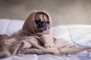 Keep your pets out of the bed so they don't disturb you at night